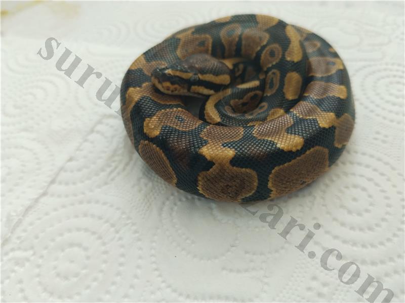 Yavru Ball piton 